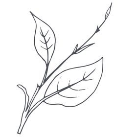 手绘植物
