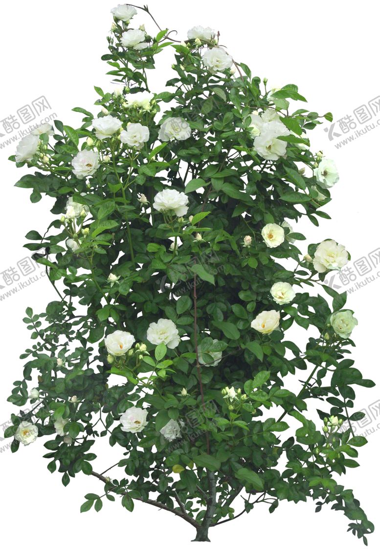 编号：59029609231007463431【酷图网】源文件下载-矮花卉