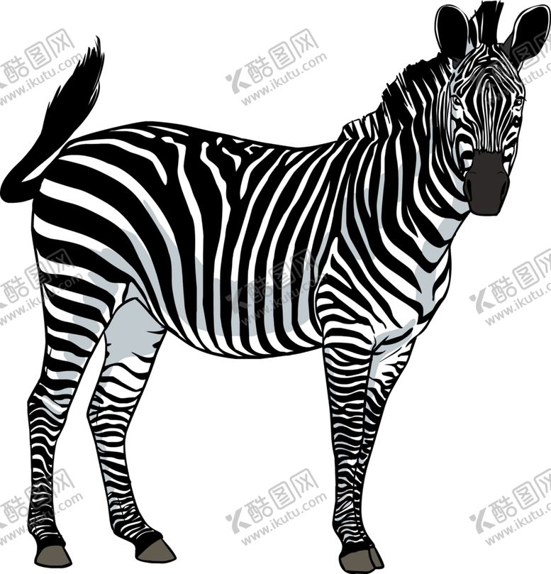 编号：62880510032248578576【酷图网】源文件下载-斑马