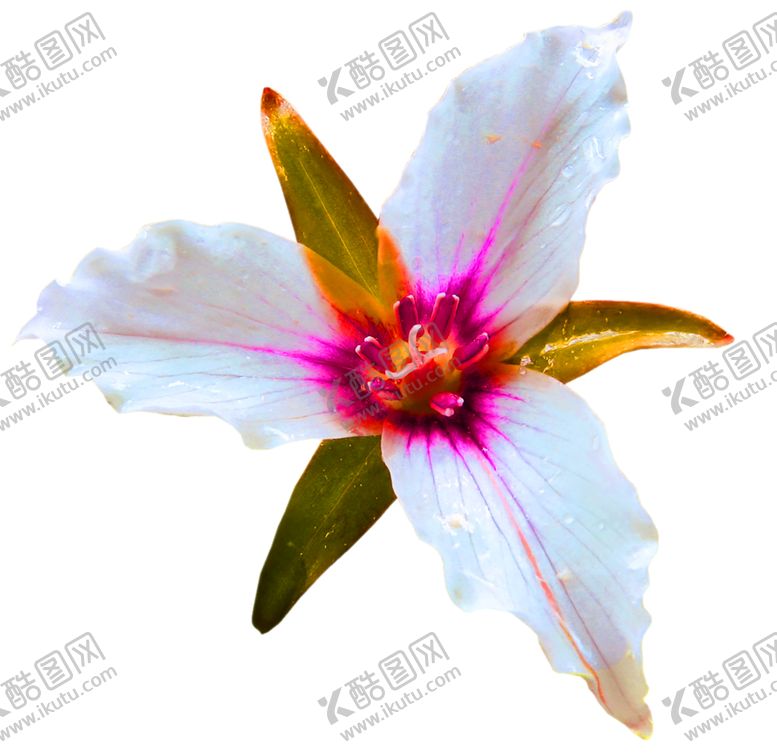 编号：44536609241337244903【酷图网】源文件下载-花素材