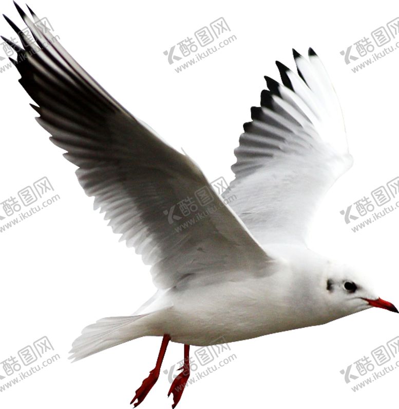 编号：15118707061440528048【酷图网】源文件下载-鸽子