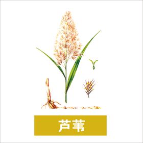 草本植物药材图片