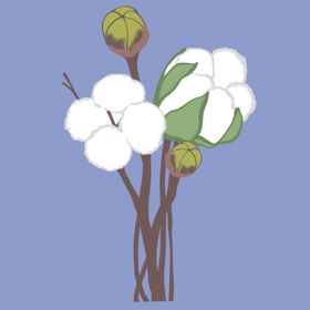 棉花插画
