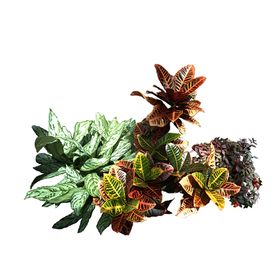 绿色相框