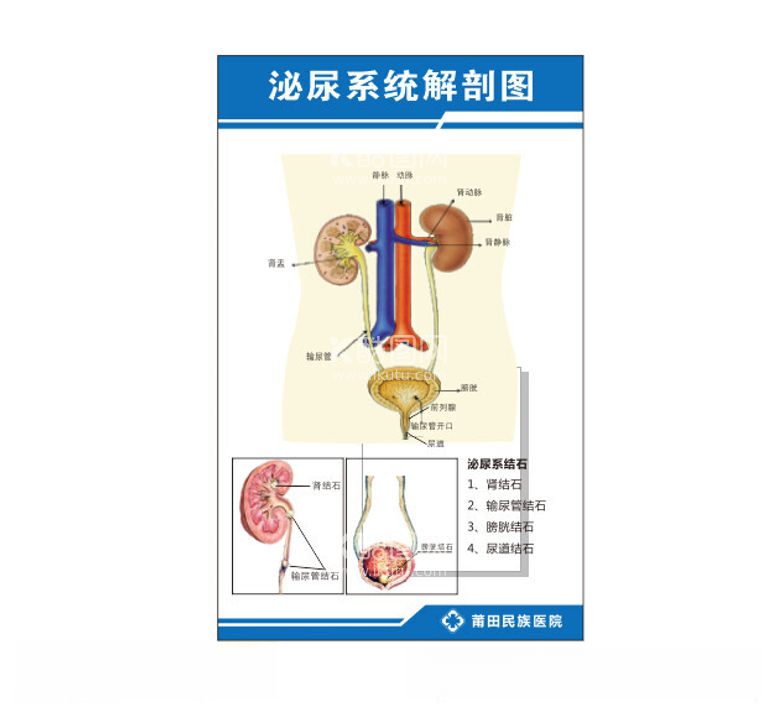 编号：51318212130537141500【酷图网】源文件下载-泌尿系统图