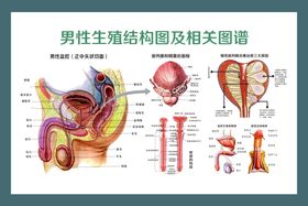 男性精品生殖解剖图