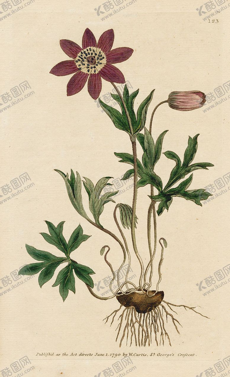 编号：17588905130830084233【酷图网】源文件下载-欧式复古色调花朵植物