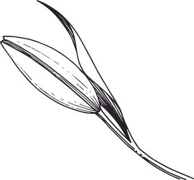 白描植物