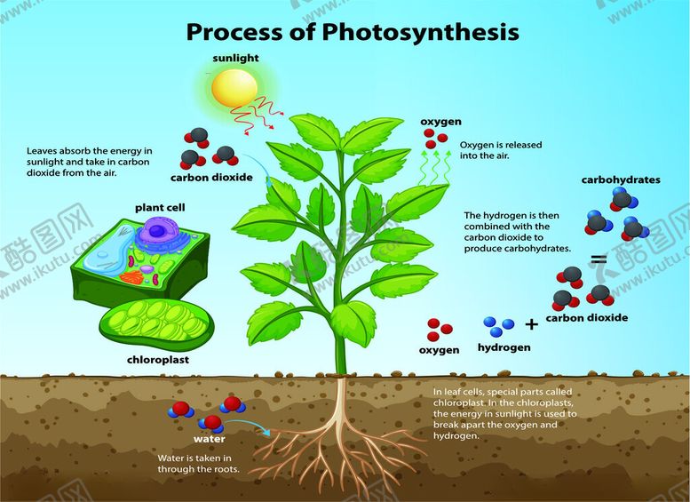 编号：80041904060020151866【酷图网】源文件下载-光合作用
