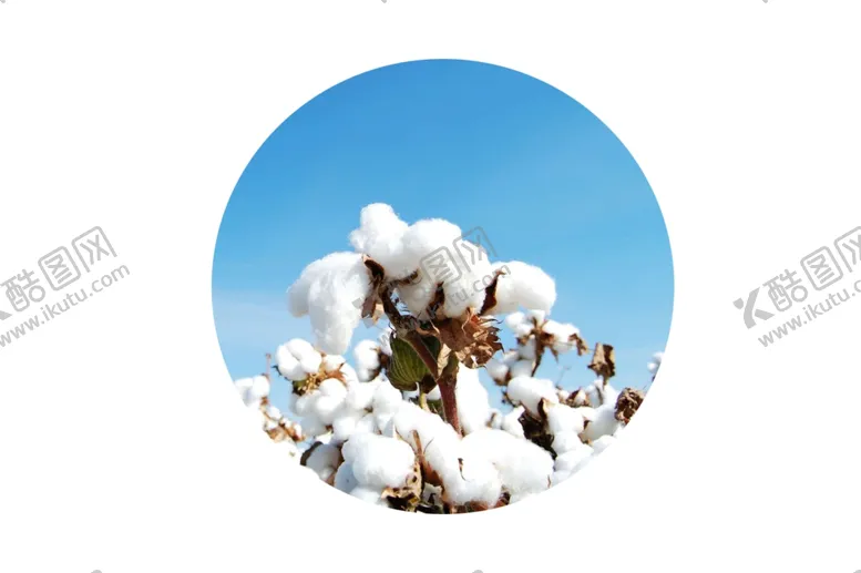 编号：50324309151703331448【酷图网】源文件下载-棉花