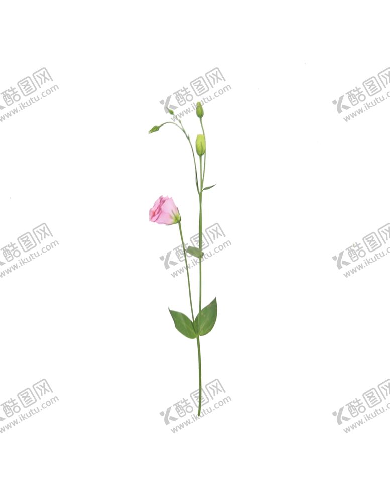 编号：75496909240414062381【酷图网】源文件下载-单只花花枝素材花