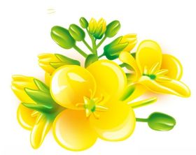 油菜花元素