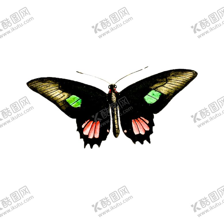编号：54629605130151186872【酷图网】源文件下载-蝴蝶透明PNG免扣