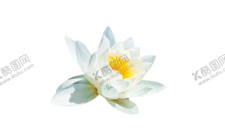 编号：55891704120124171034【酷图网】源文件下载-白色荷花