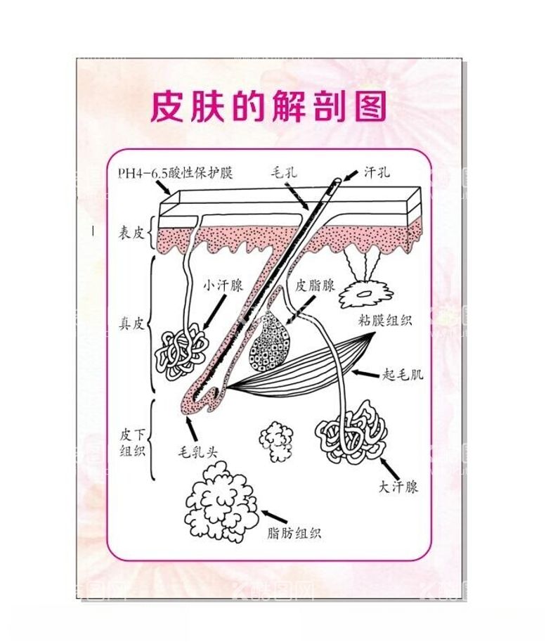 编号：66976311262041571799【酷图网】源文件下载-皮肤解剖图