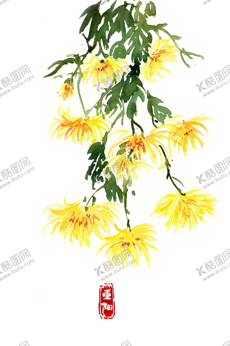 编号：43235009280639064427【酷图网】源文件下载-菊花素材