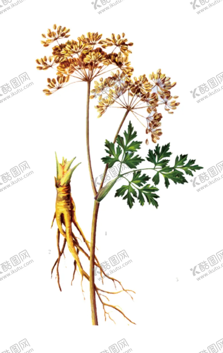 编号：82606304240439351429【酷图网】源文件下载-草本植物药材