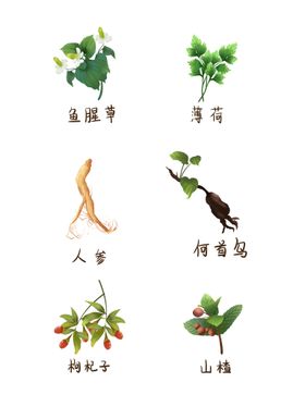 园林植物绿化草本