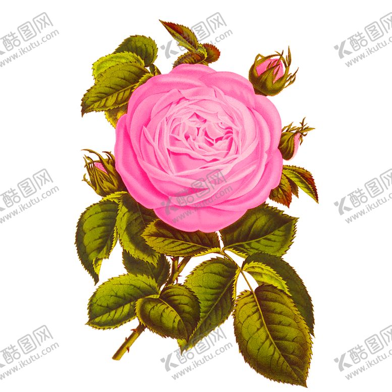 编号：36436509231208598439【酷图网】源文件下载-花素材