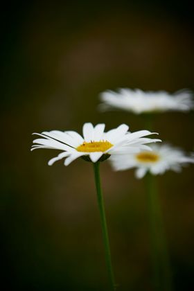 黄春菊