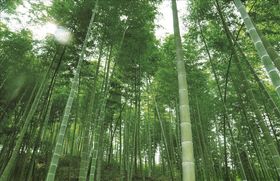 竹林