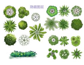 景观绿化园林植物剖立面图片