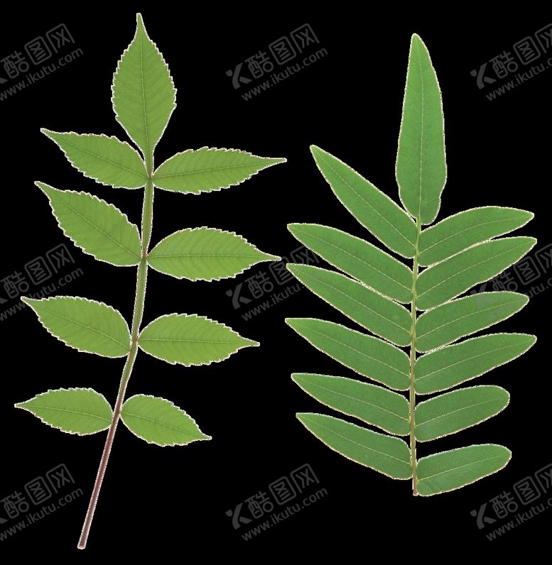 编号：91090710290127322101【酷图网】源文件下载-绿叶 png 植物 矢量图  