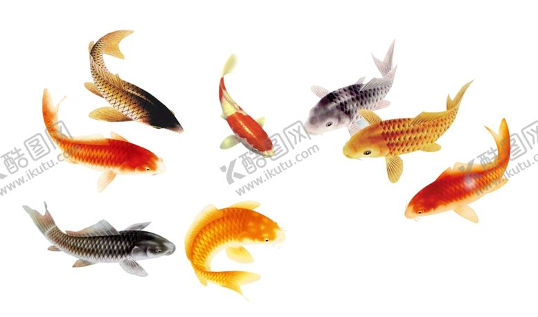 编号：23866710290855538100【酷图网】源文件下载-金鱼