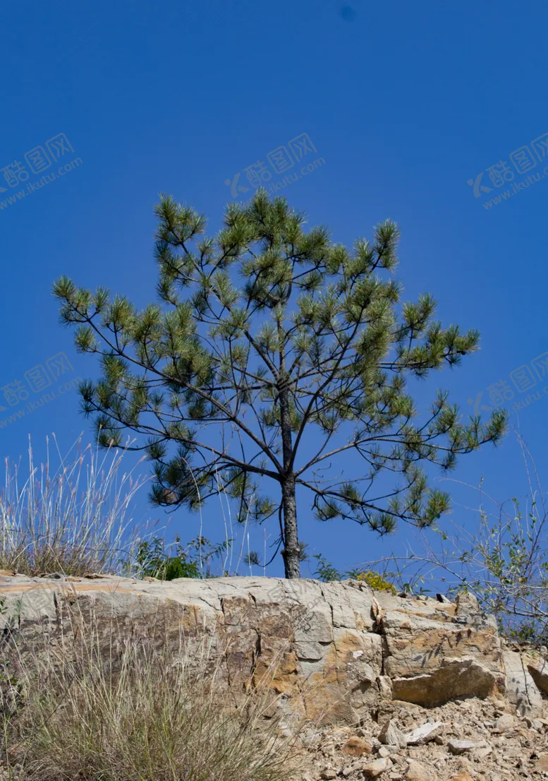 编号：11742406270130478290【酷图网】源文件下载-松树