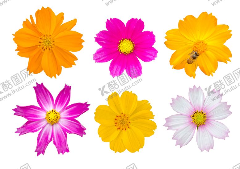 编号：08726109130339493175【酷图网】源文件下载-花朵