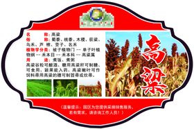 高粱透明图
