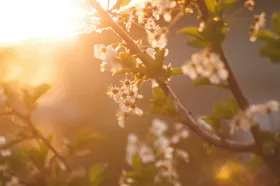樱花