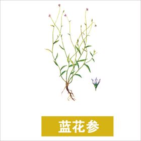 草本植物药材图片