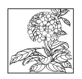 绣球花