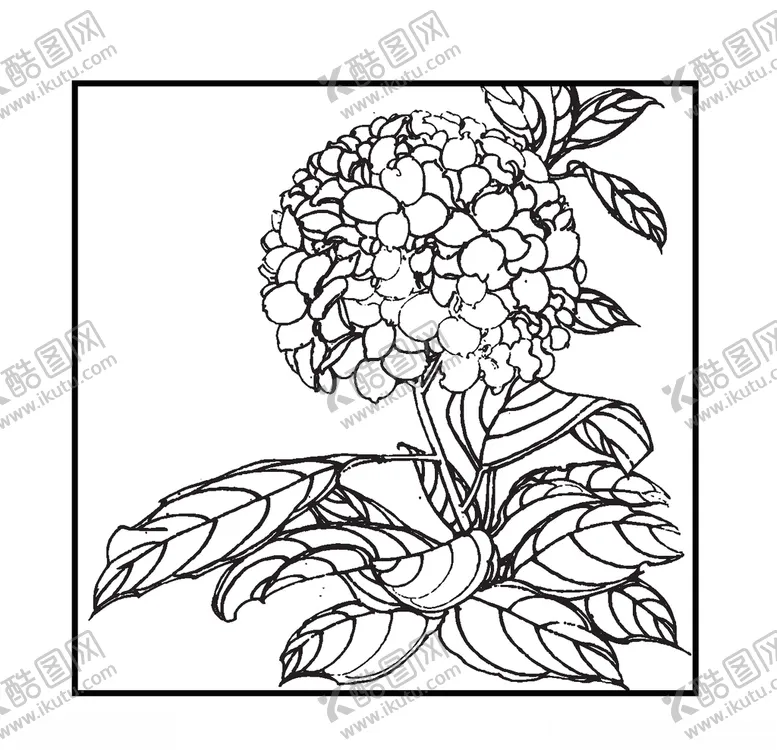 编号：51410507062055084261【酷图网】源文件下载-绣球花