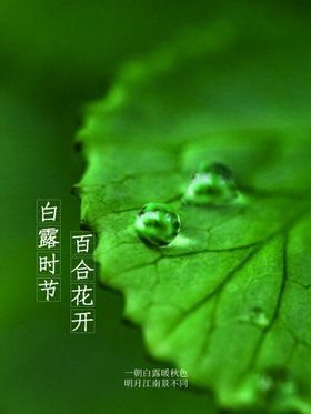 白露珠微信稿节气