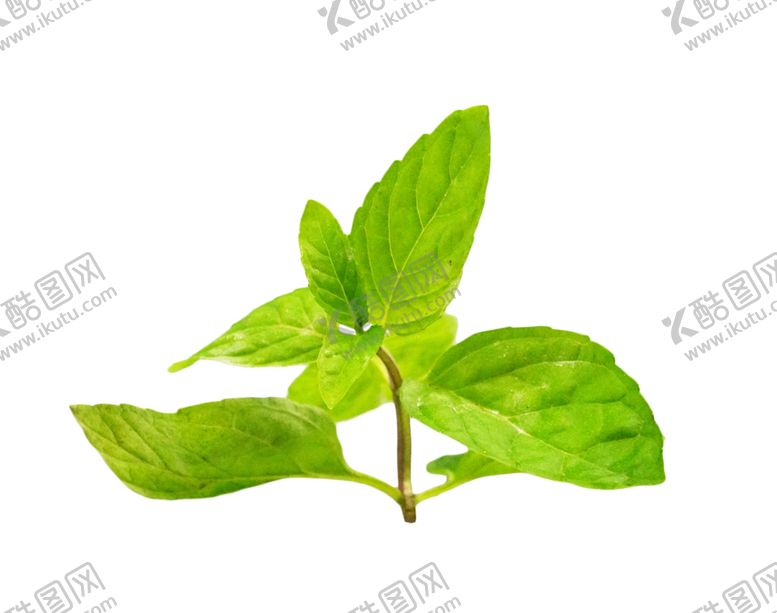 编号：32862810220122053361【酷图网】源文件下载-薄荷植物元素