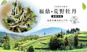 福鼎白茶