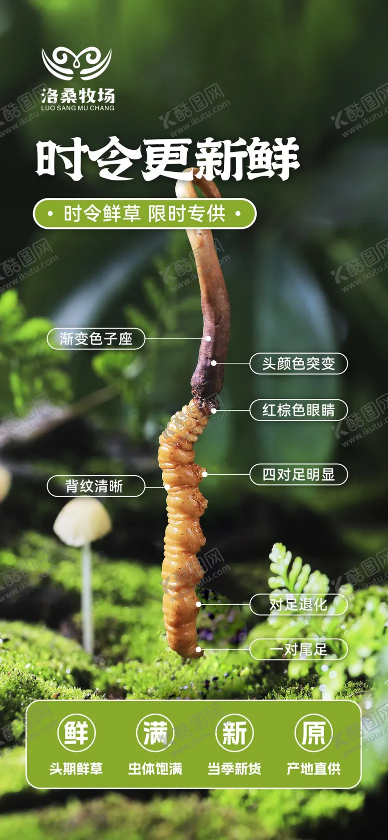 虫草海报冬夏鲜高原