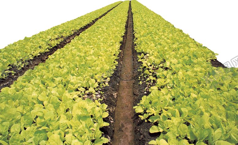 编号：47140009200626356151【酷图网】源文件下载-绿色植物