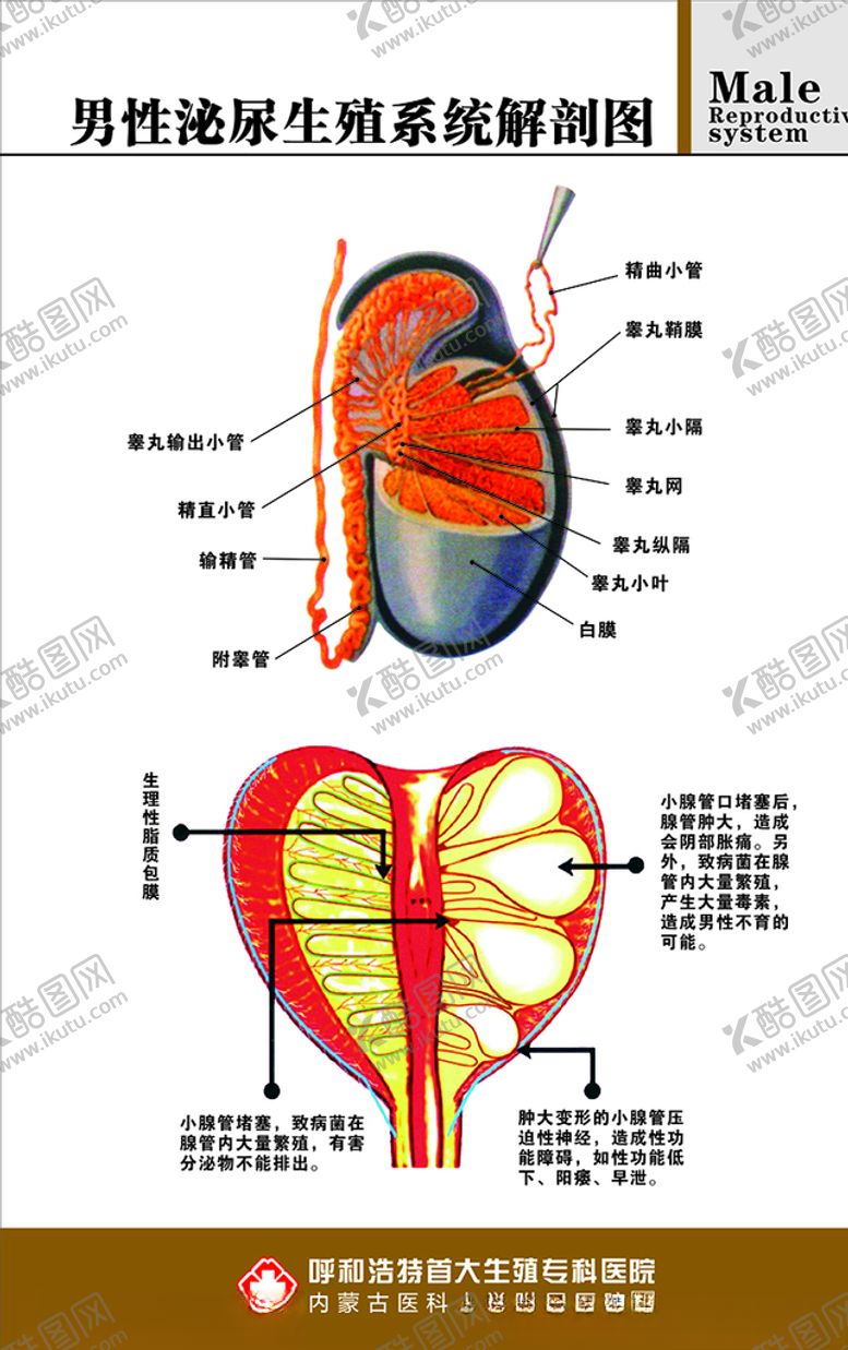 编号：29235510030411471500【酷图网】源文件下载-男性泌尿生殖系统解剖图