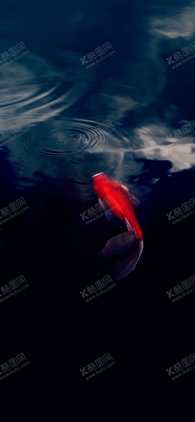 编号：15617409271110501944【酷图网】源文件下载-手机壁纸