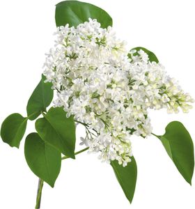 丁香花