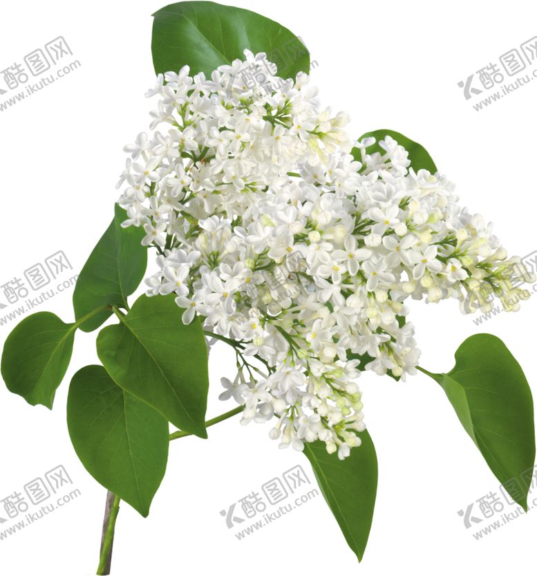 编号：97575606281804017075【酷图网】源文件下载-丁香花
