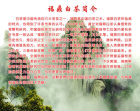 福鼎白茶