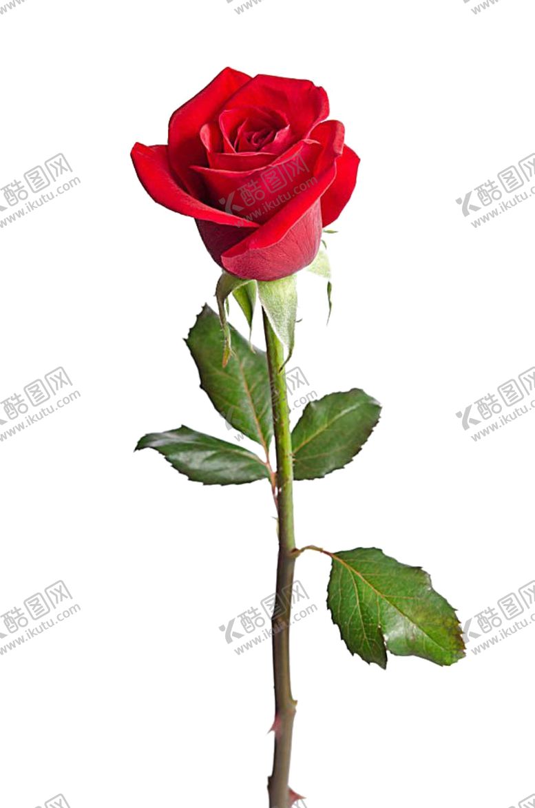 编号：29570803251959501296【酷图网】源文件下载-玫瑰花
