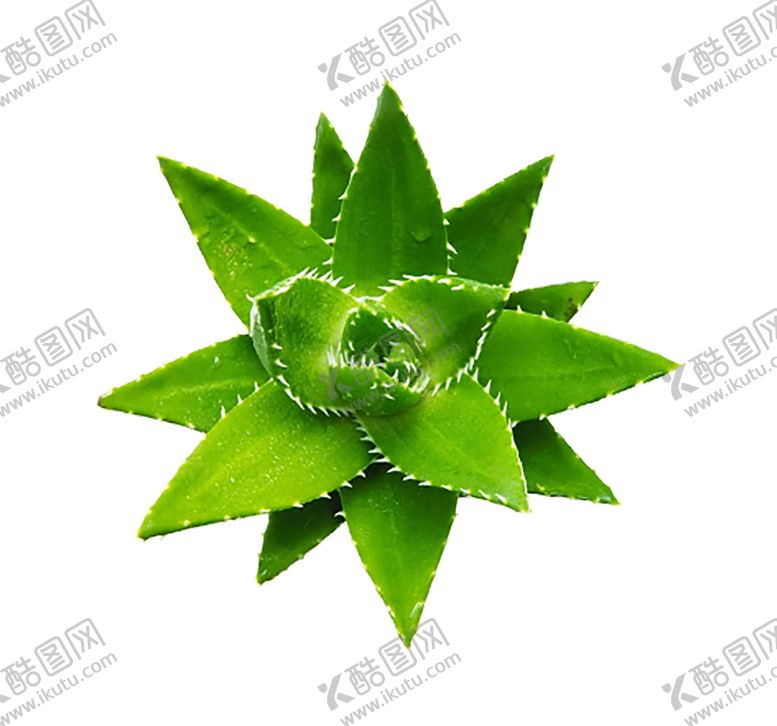 编号：43411110032253499568【酷图网】源文件下载-绿色装饰