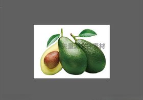 牛油果乳木果矢量