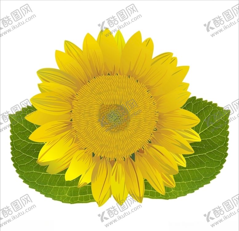 编号：24053303260514143812【酷图网】源文件下载-向日葵花朵
