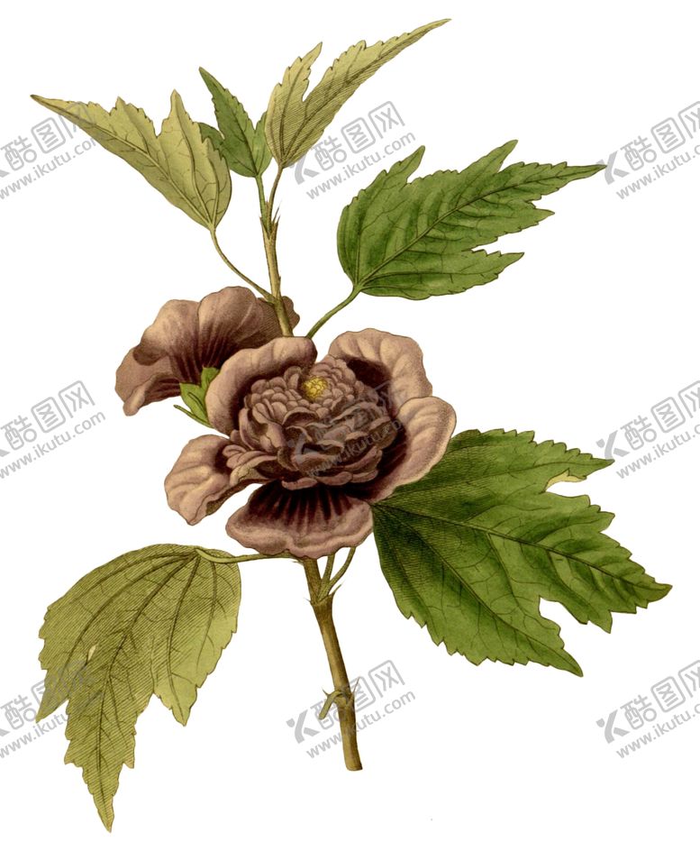 编号：76447309271422169025【酷图网】源文件下载-复古鲜花植物装饰图案